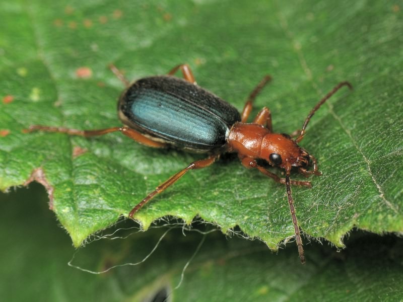 Brachinus crepitans (Linnaeus, 1758)